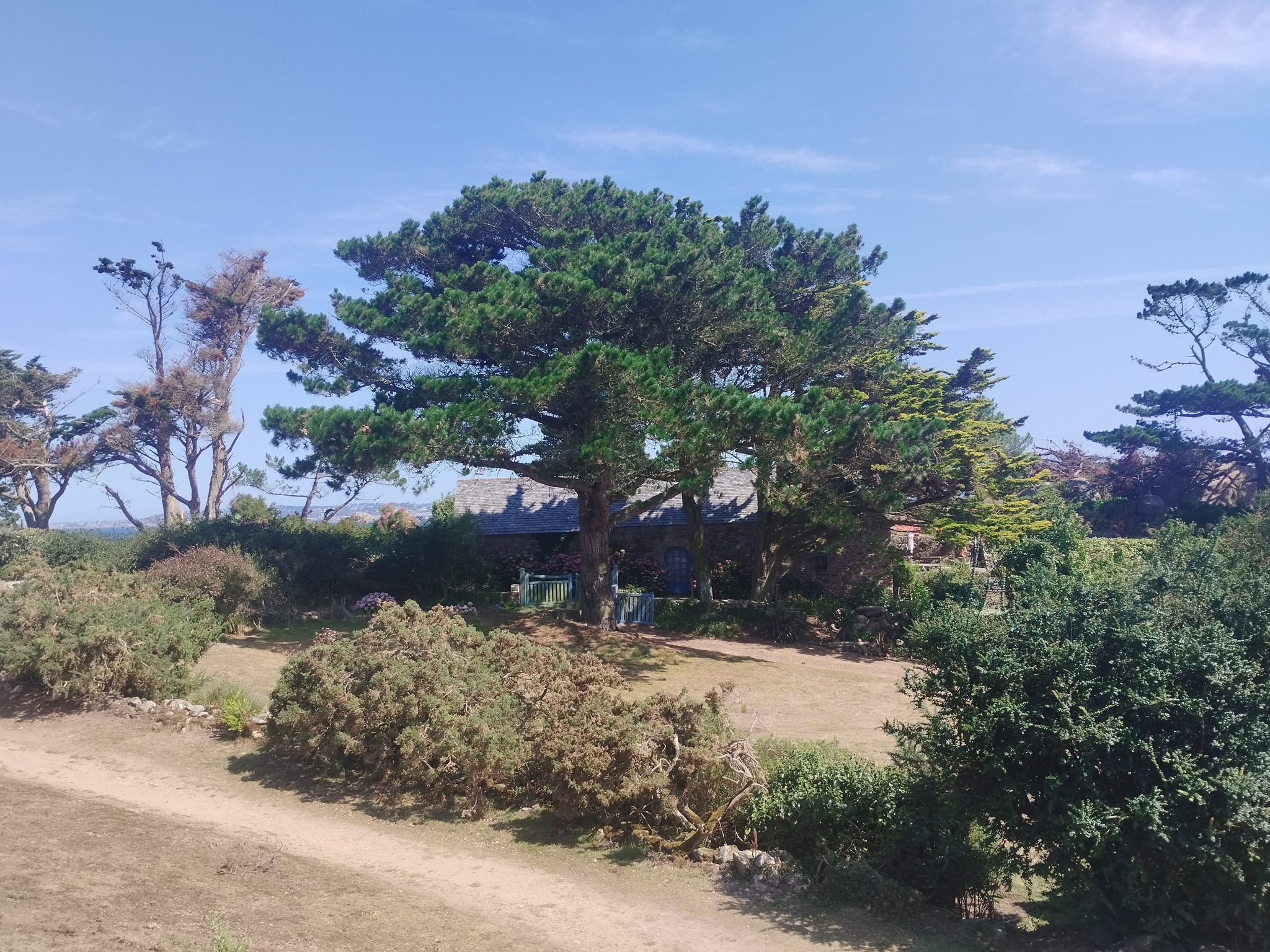 Küstenpfad unter Pinien bei La Trinité-sur-Mer, Bretagne
